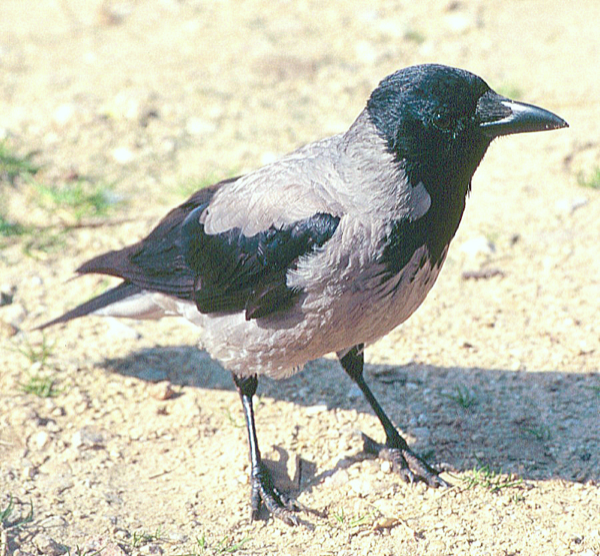 烏鴉的幼鳥